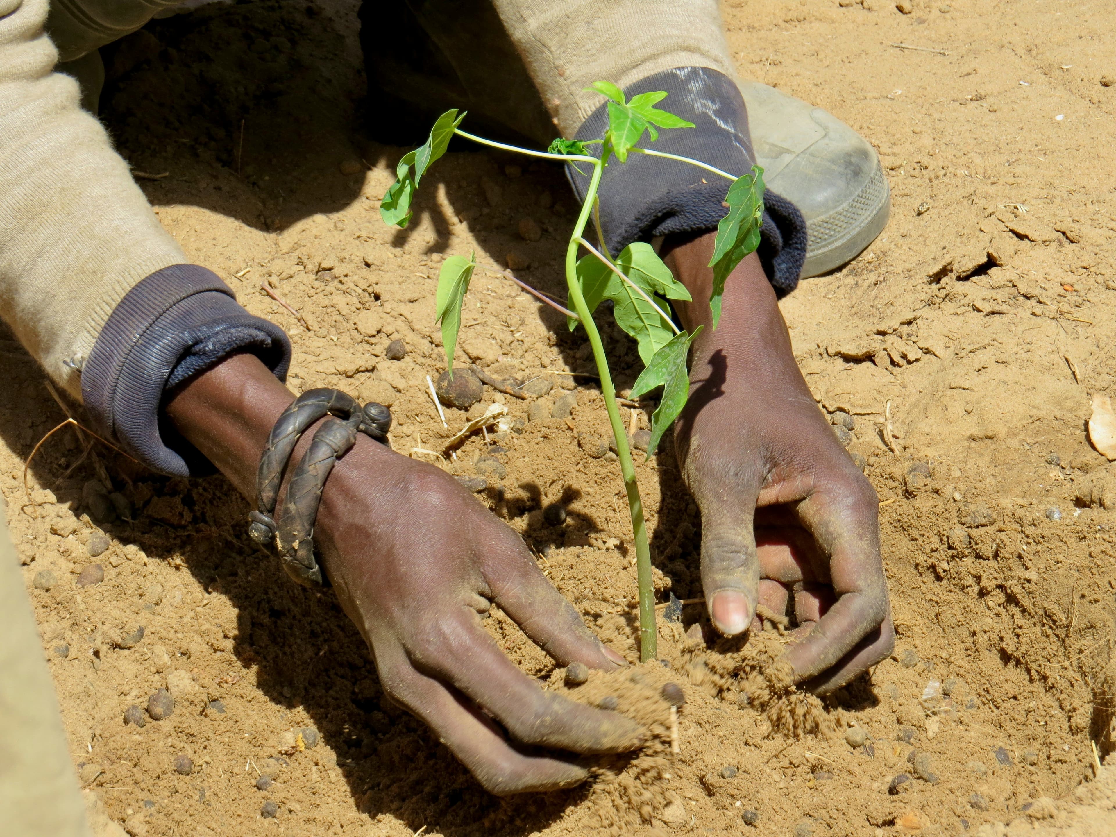 Tree Planting Initiative