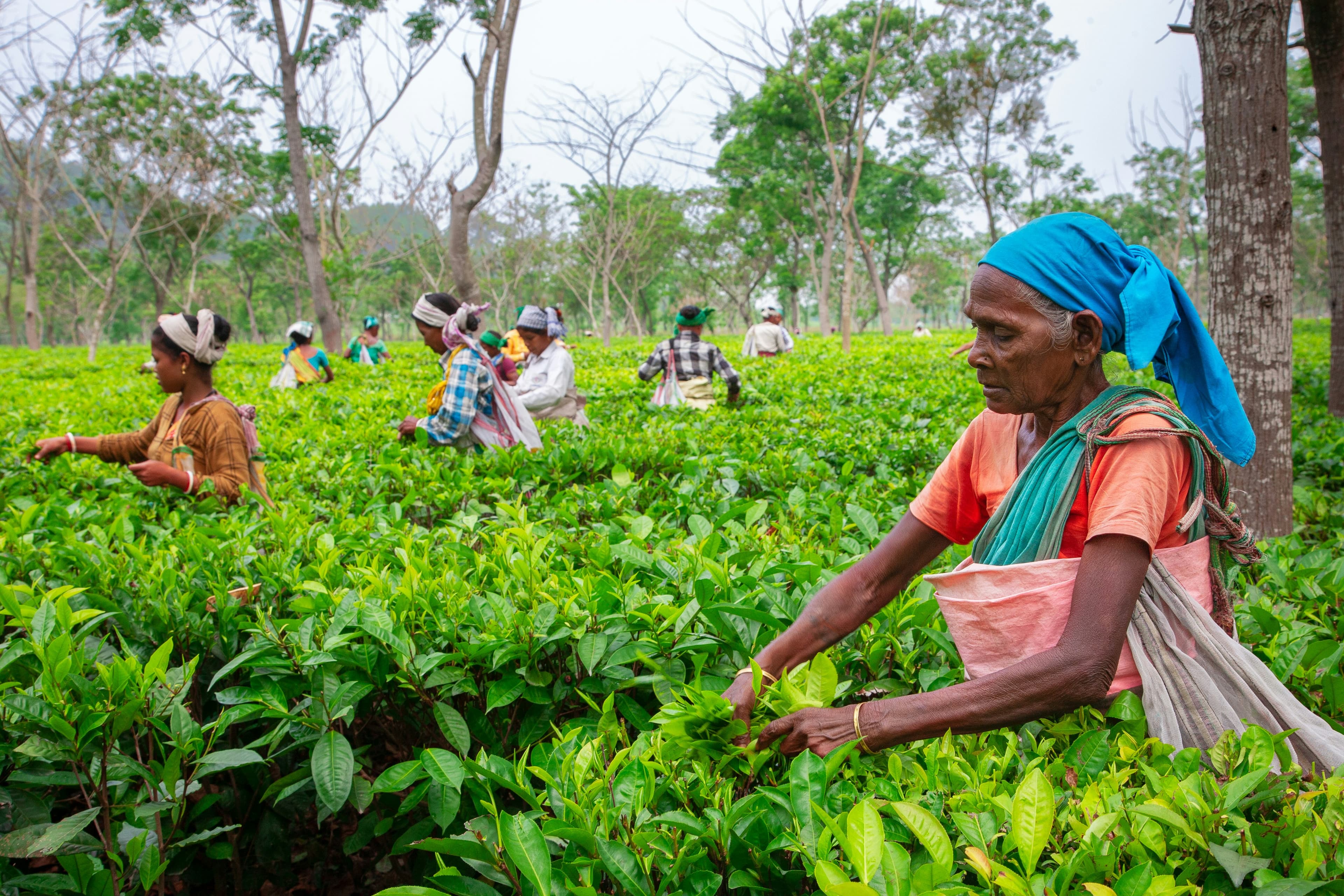 Sustainable Agriculture