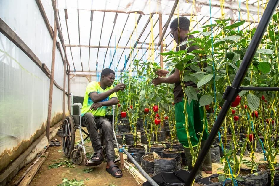 Greenhouse Construction